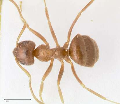 Image of Lasius tebessae Seifert 1992