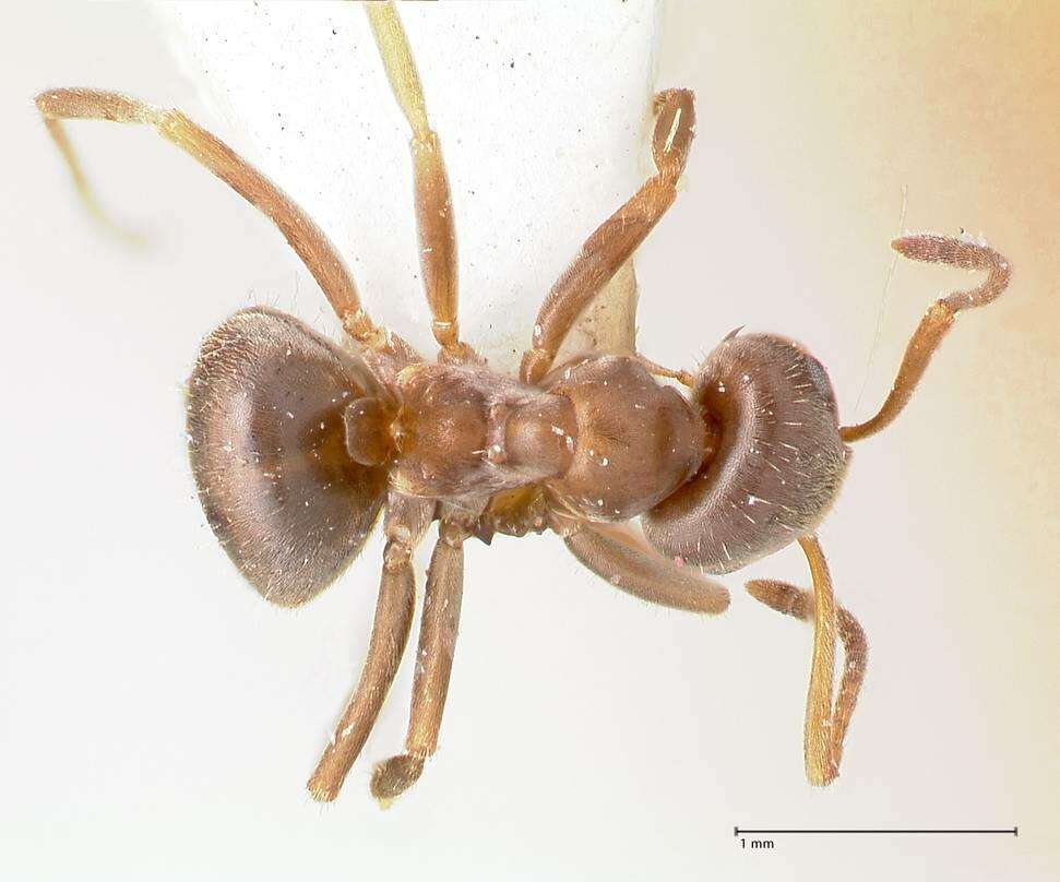 Image of Lasius karpinisi Seifert 1992