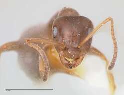 Image of Lasius karpinisi Seifert 1992