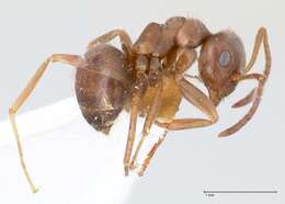 Image of Lasius karpinisi Seifert 1992