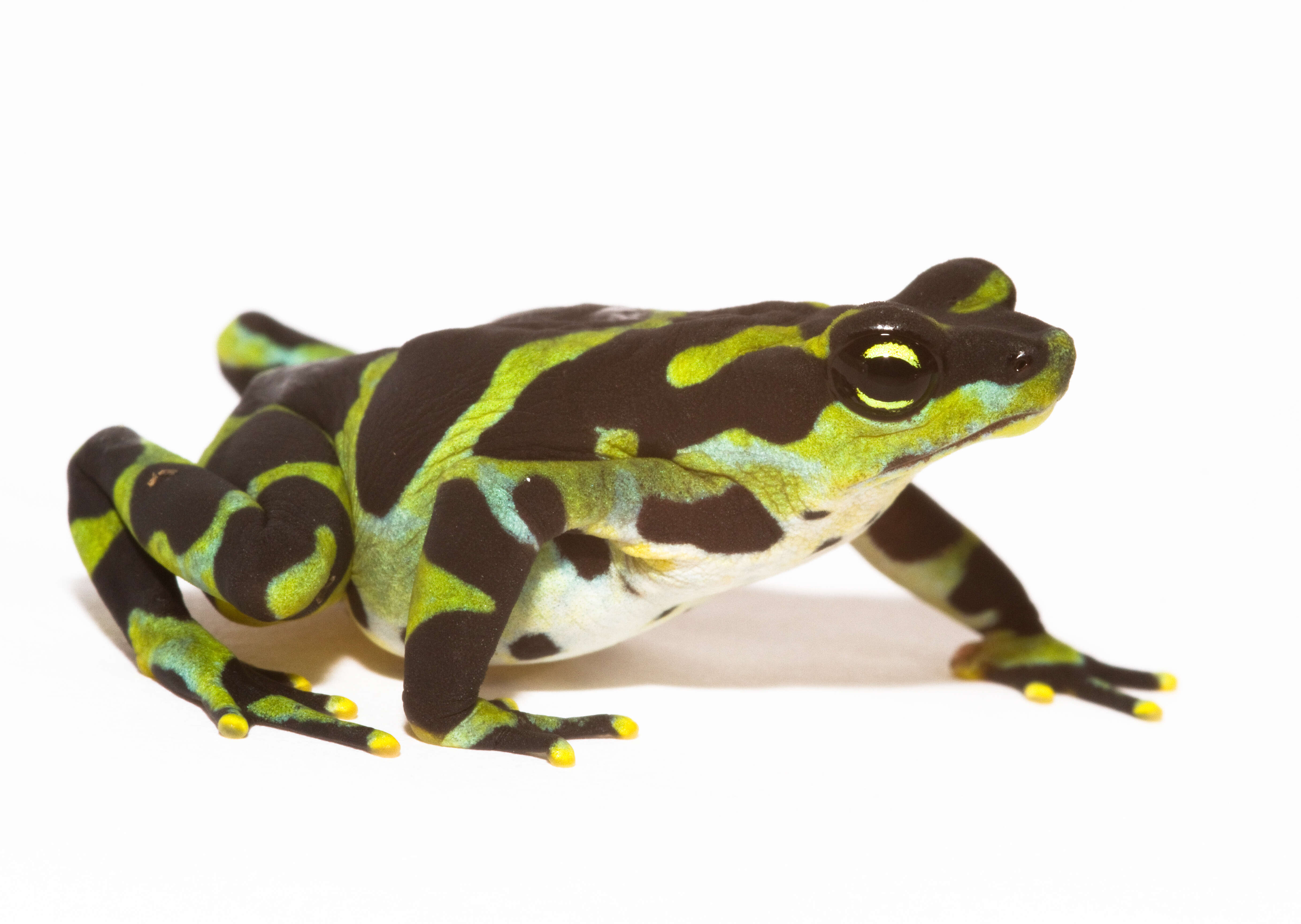 Image of Harlequin frog