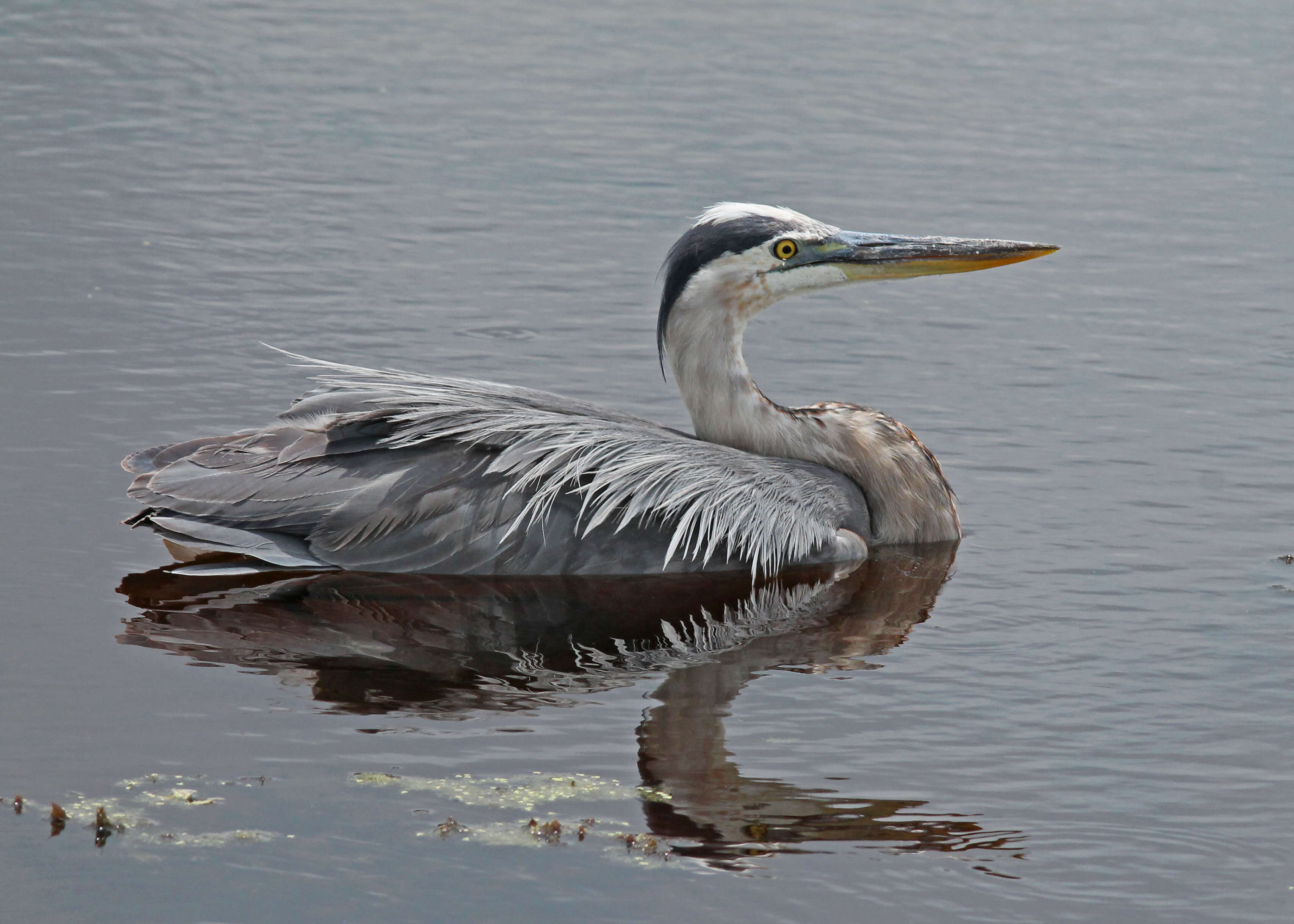 Image of Great Blue Heron