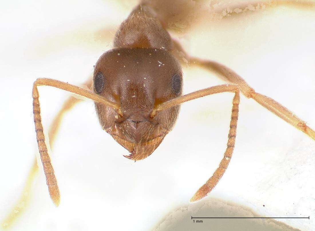 Image de Lasius piliferus Seifert 1992