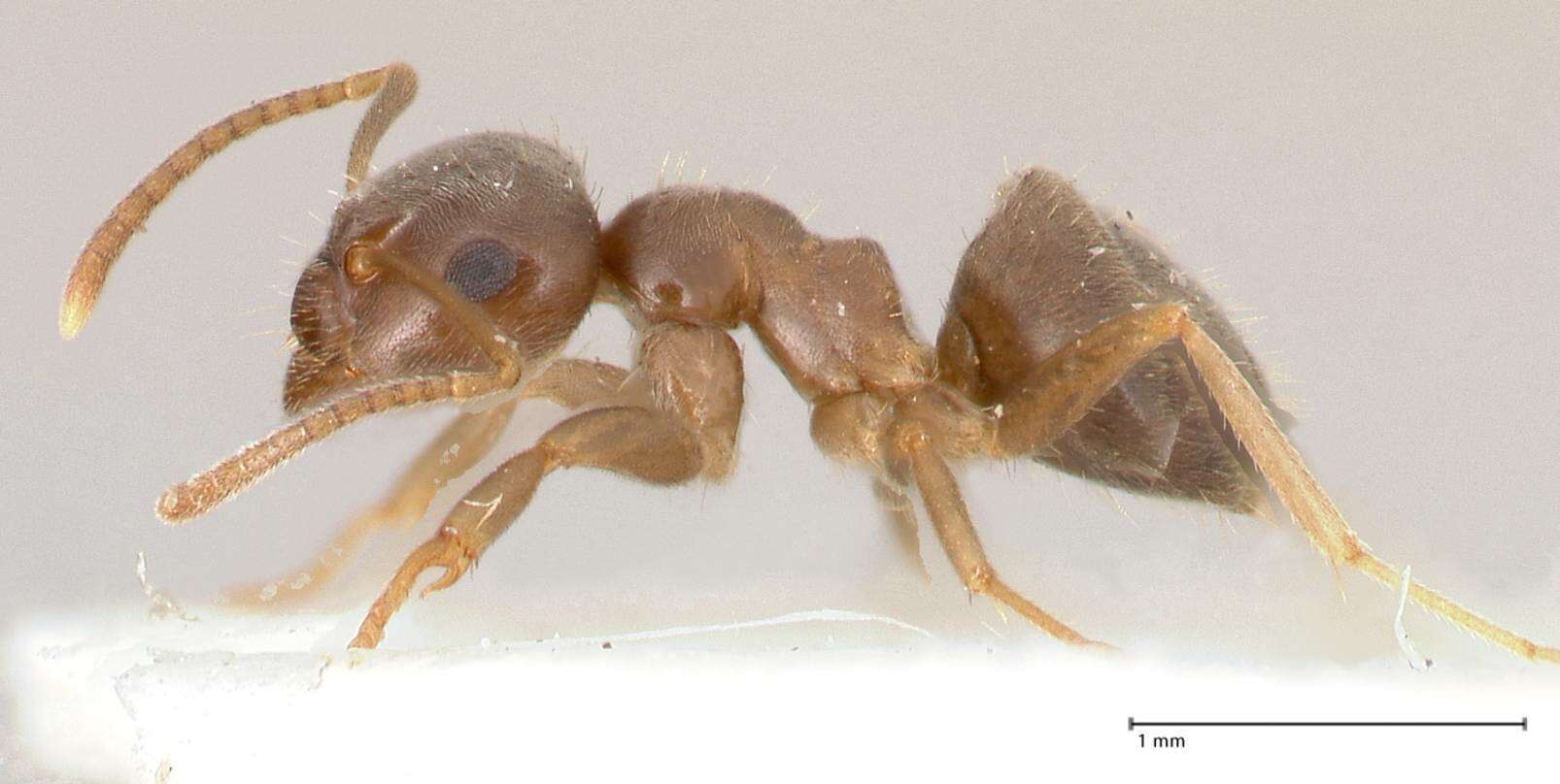 Image de Lasius piliferus Seifert 1992