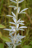 Lespedeza capitata Michx. resmi