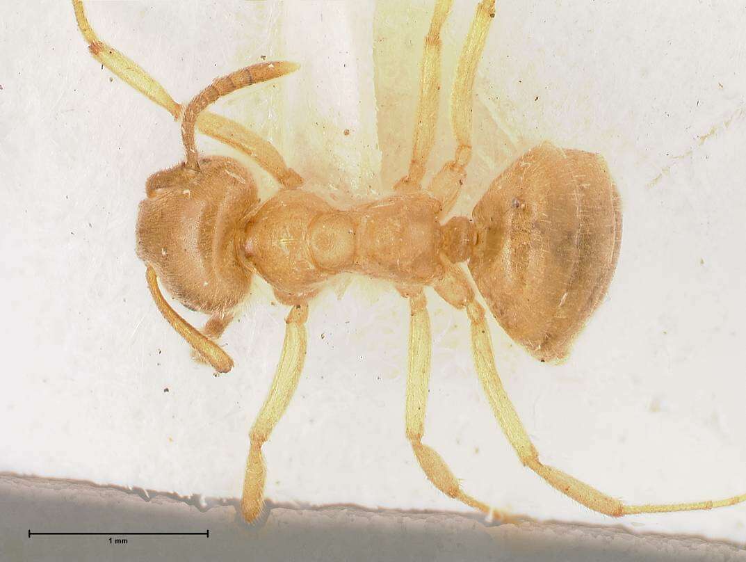 Image of Lasius jensi Seifert 1982