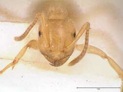 Image of Lasius jensi Seifert 1982