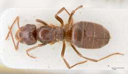 Image de Lasius balcanicus Seifert 1988