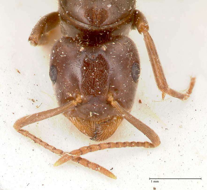 Image de Lasius balcanicus Seifert 1988