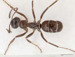 Image of Black bog ant