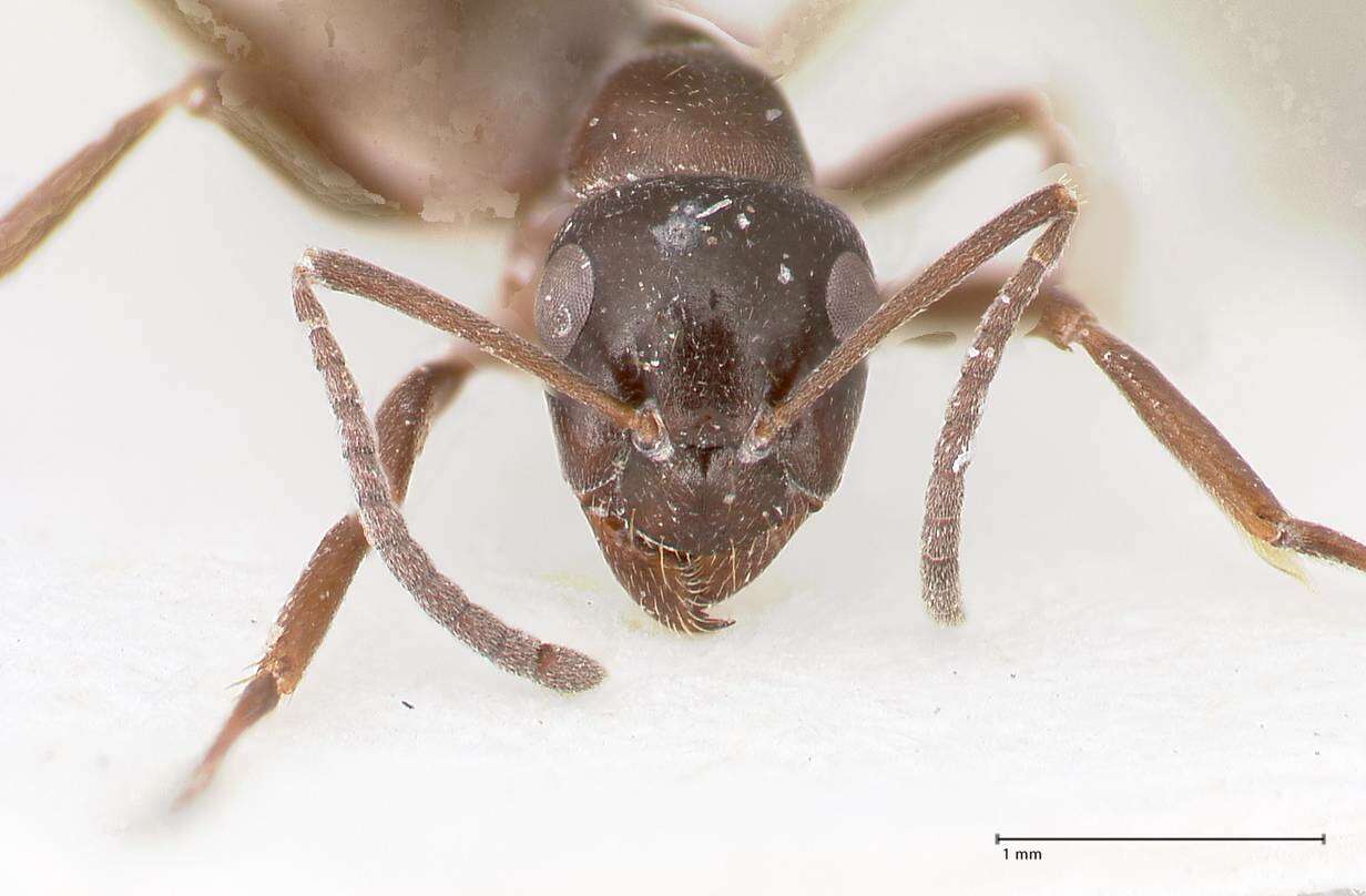 Image of Black bog ant