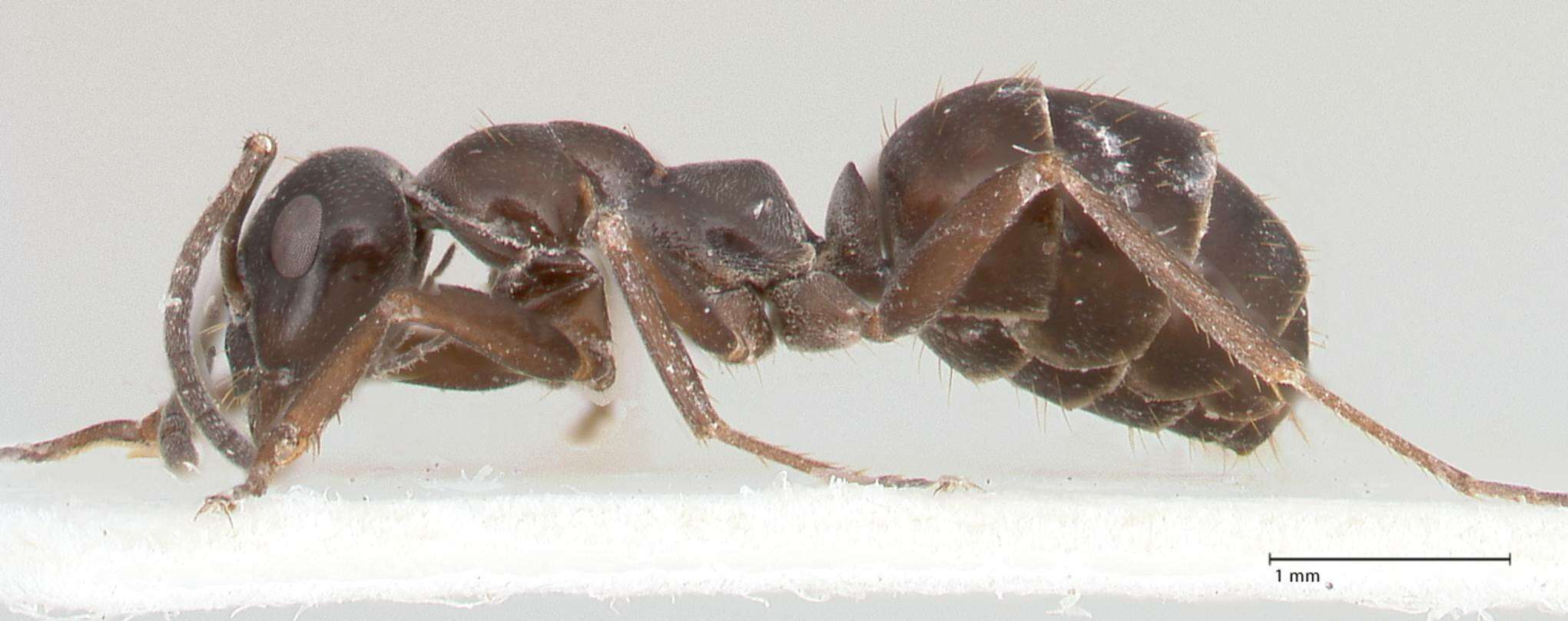 Image of Black bog ant