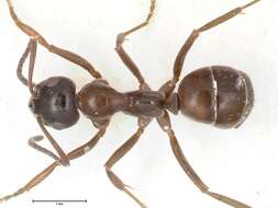 Image of Black bog ant