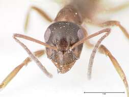 Image of Black bog ant