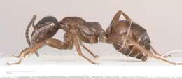 Image of Black bog ant