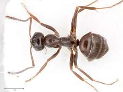 Image of Black bog ant