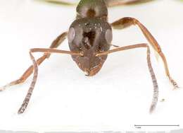 Image of Black bog ant