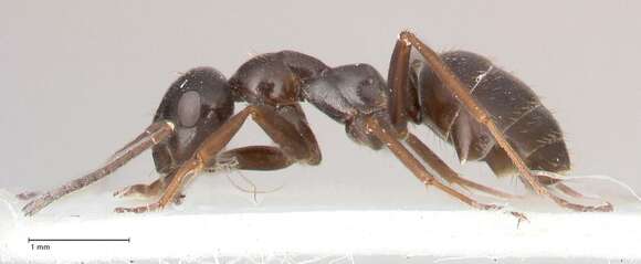 Image of Black bog ant