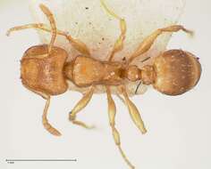 Image of Tetramorium schmidti Forel 1904