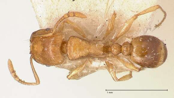 Image of Tetramorium schmidti Forel 1904