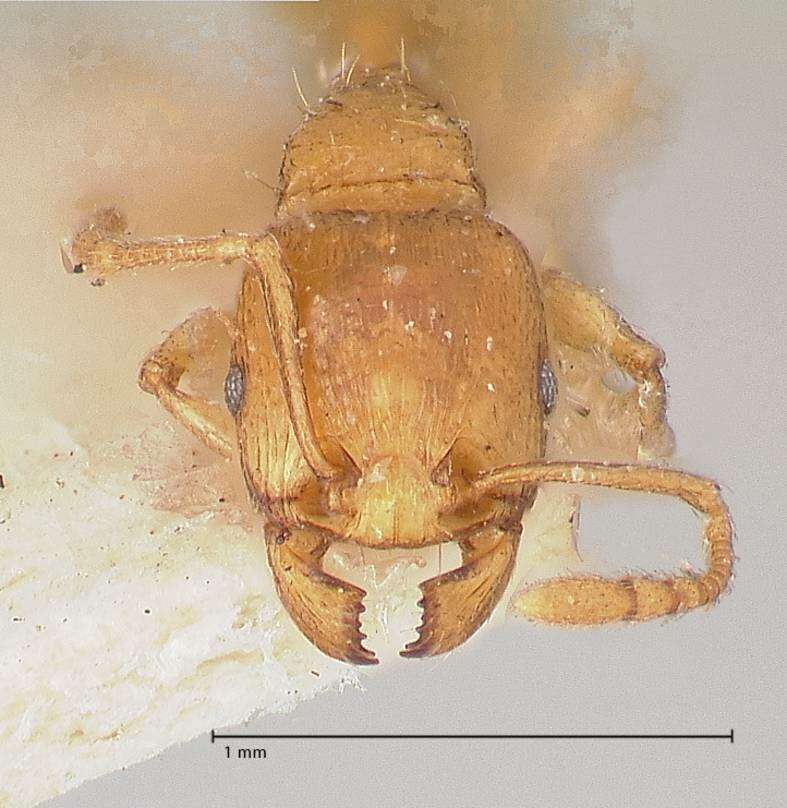 Image of Tetramorium schmidti Forel 1904