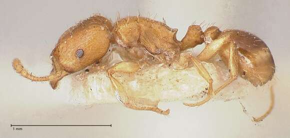 Image of Tetramorium schmidti Forel 1904