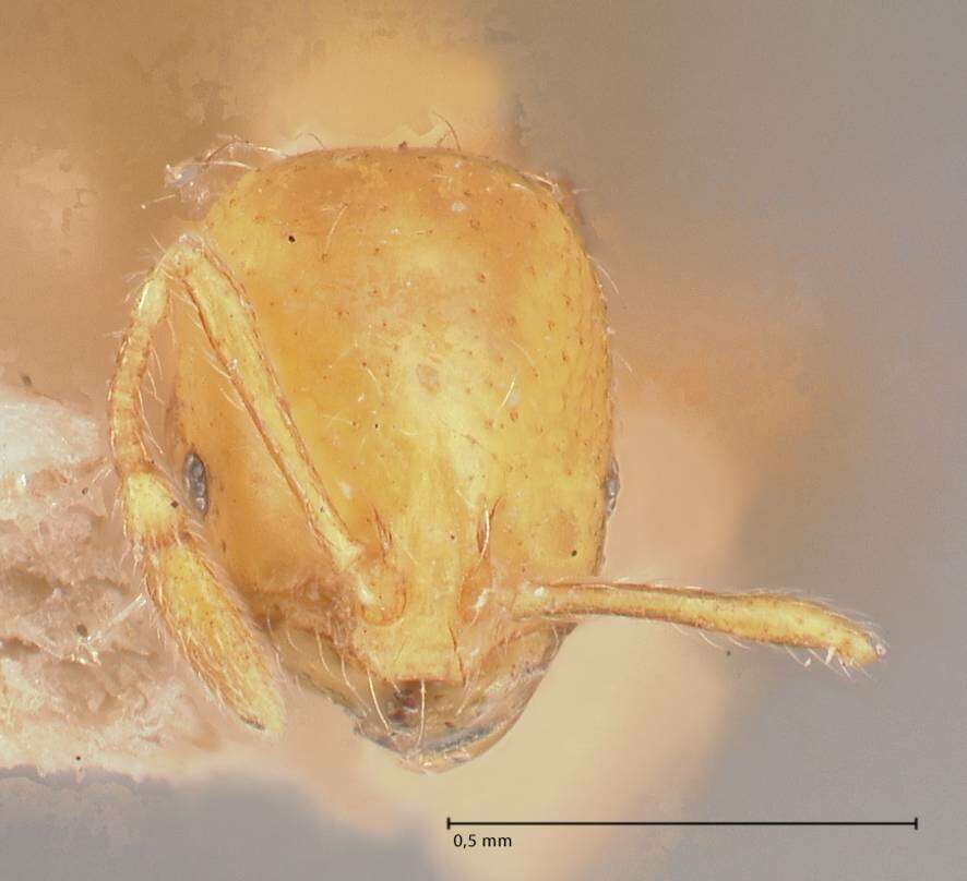 Image of Solenopsis major Theobald 1937