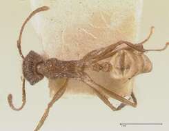 Image of Tetramorium aculeatum (Mayr 1866)