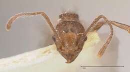 Image of Tetramorium aculeatum (Mayr 1866)