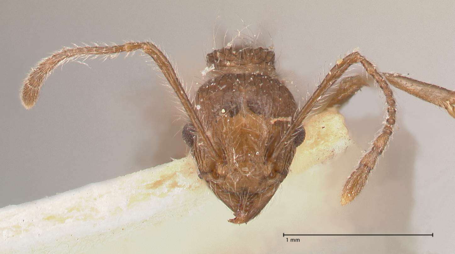 Image of Tetramorium aculeatum (Mayr 1866)