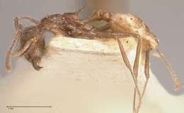 Image of Tetramorium aculeatum (Mayr 1866)