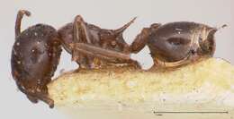 Image of Crematogaster ensifera Forel 1910