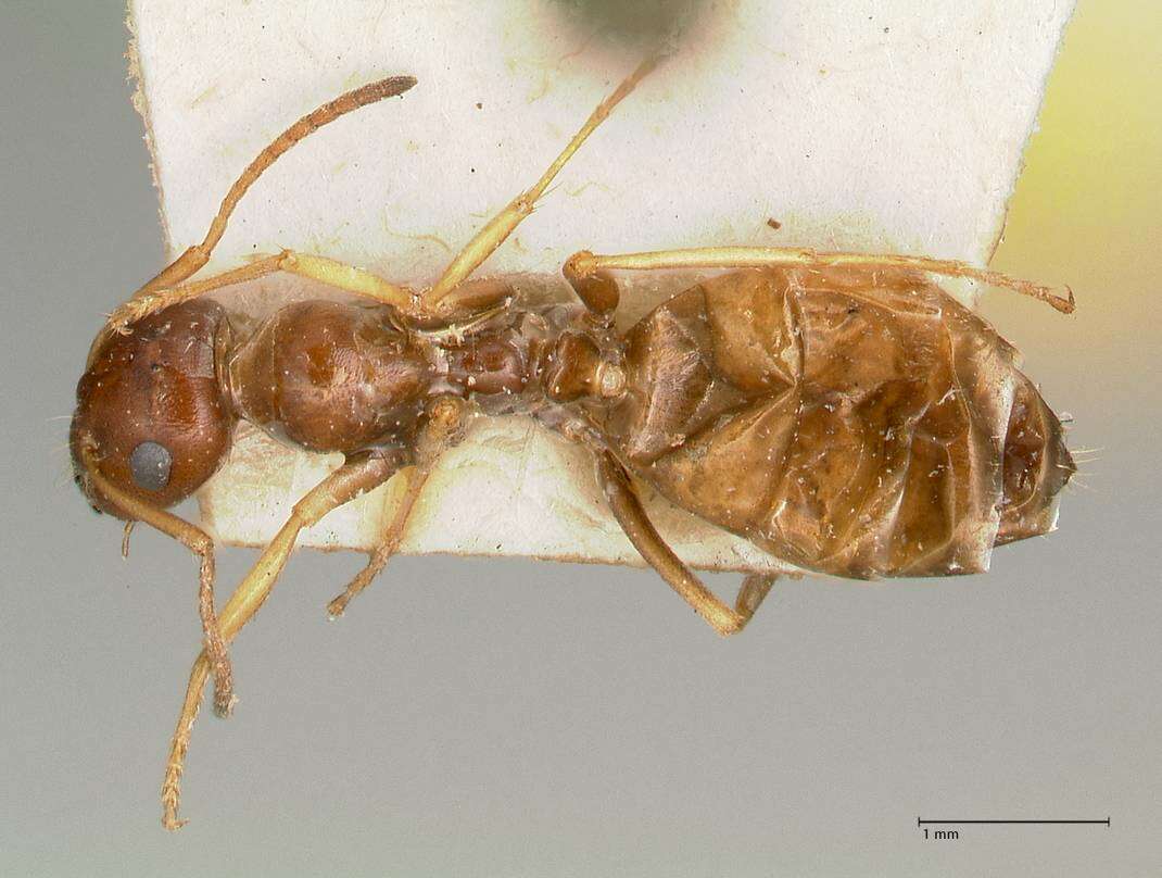 Image of Proformica striaticeps (Forel 1911)