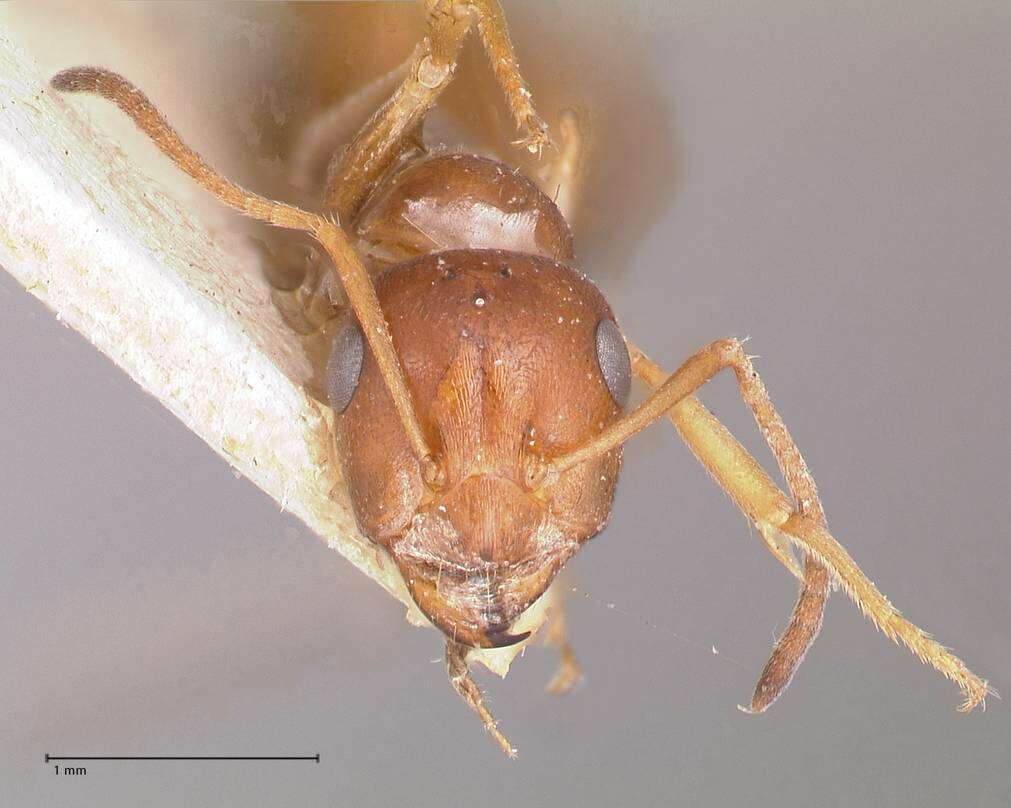 Image of Proformica striaticeps (Forel 1911)