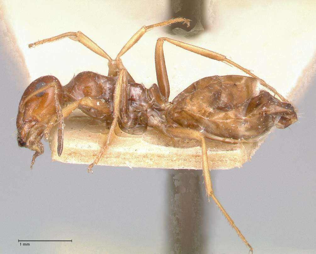 Image of Proformica striaticeps (Forel 1911)