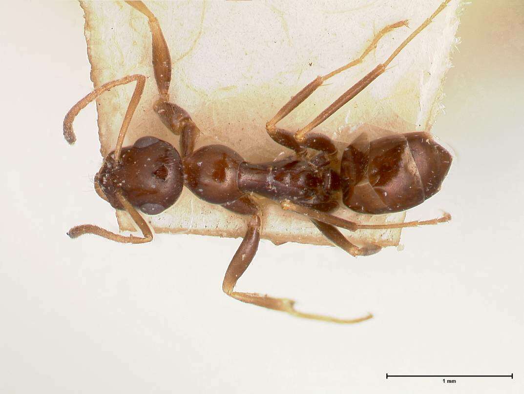 Image of Proformica striaticeps (Forel 1911)