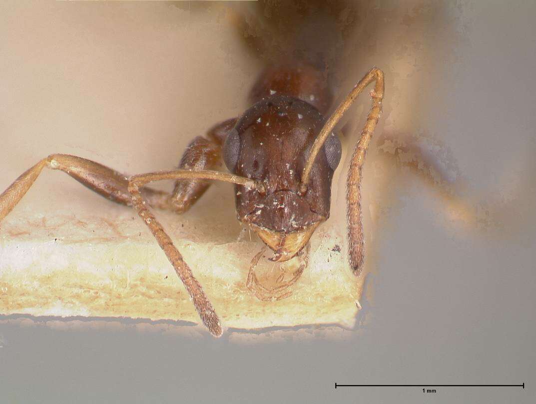 Image of Proformica striaticeps (Forel 1911)