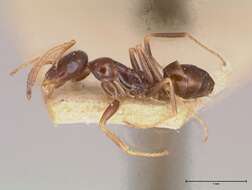 Image of Proformica striaticeps (Forel 1911)