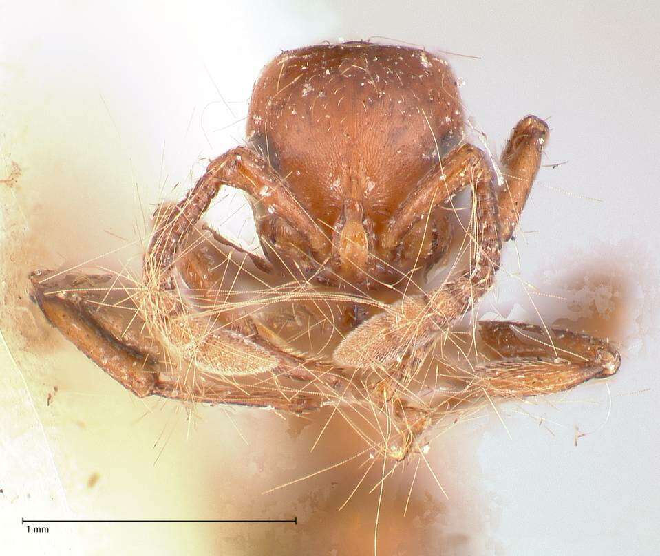 Image of Lioponera fervida