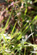 Sivun Desmodium strictum (Pursh) DC. kuva