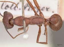 صورة Myrmecia nigriscapa Roger 1861