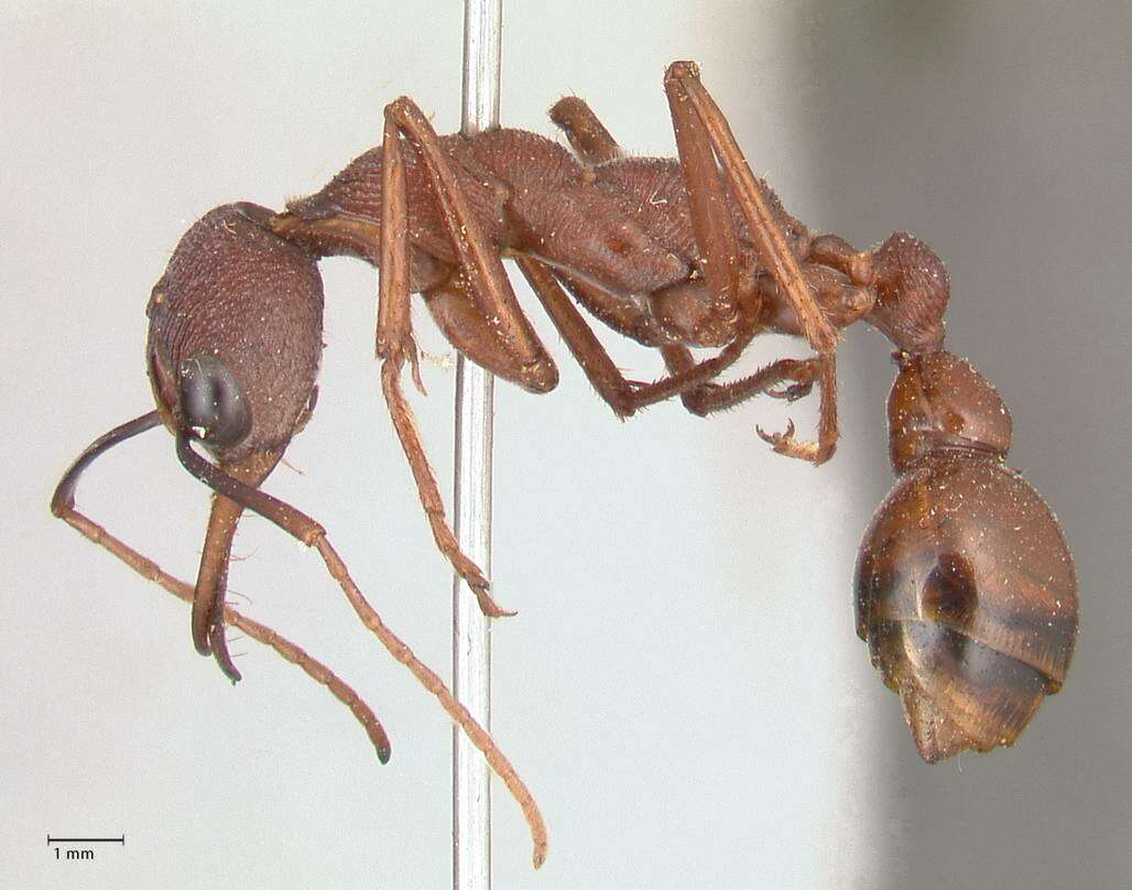 صورة Myrmecia nigriscapa Roger 1861