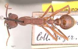 صورة Myrmecia nigriscapa Roger 1861