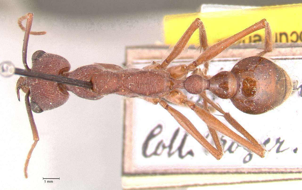 صورة Myrmecia nigriscapa Roger 1861