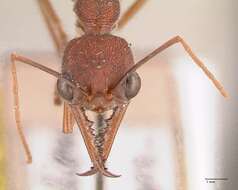 صورة Myrmecia nigriscapa Roger 1861