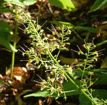 Plancia ëd Collinsonia canadensis L.