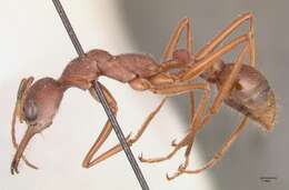 صورة Myrmecia nigriscapa Roger 1861