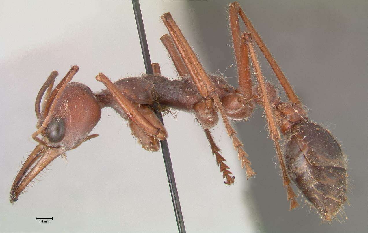Image of Myrmecia forceps Roger 1861