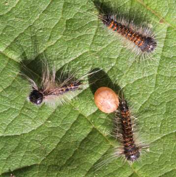 Image of oak eggar