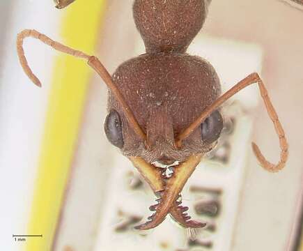 صورة Myrmecia flavicoma Roger 1861